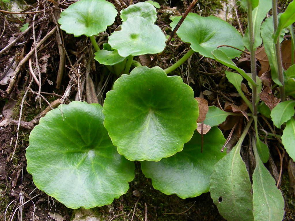 Solamente le foglie ... - Umbelicus sp. e Saxifraga?